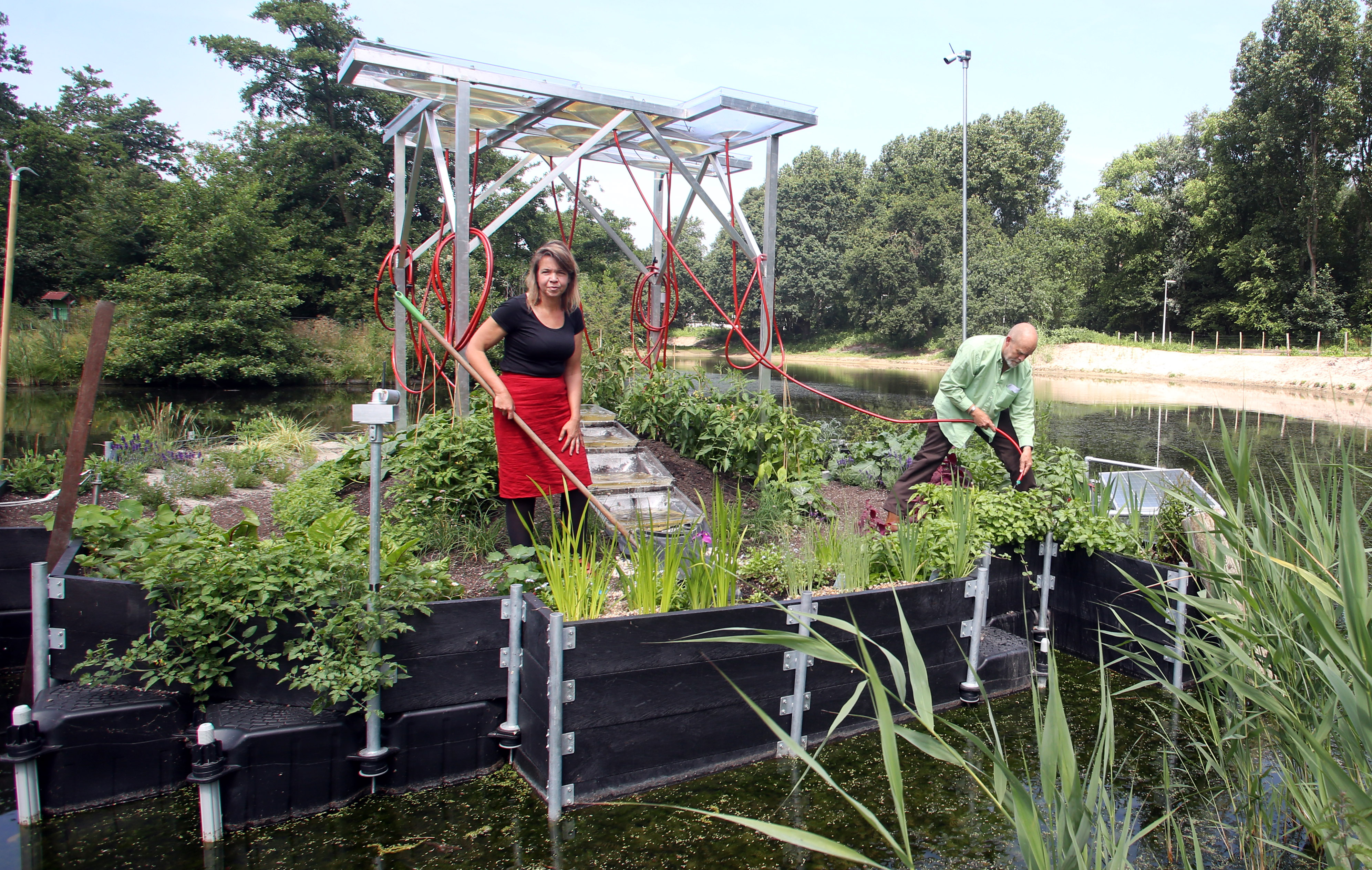 Groene oase in vijver Internationale School