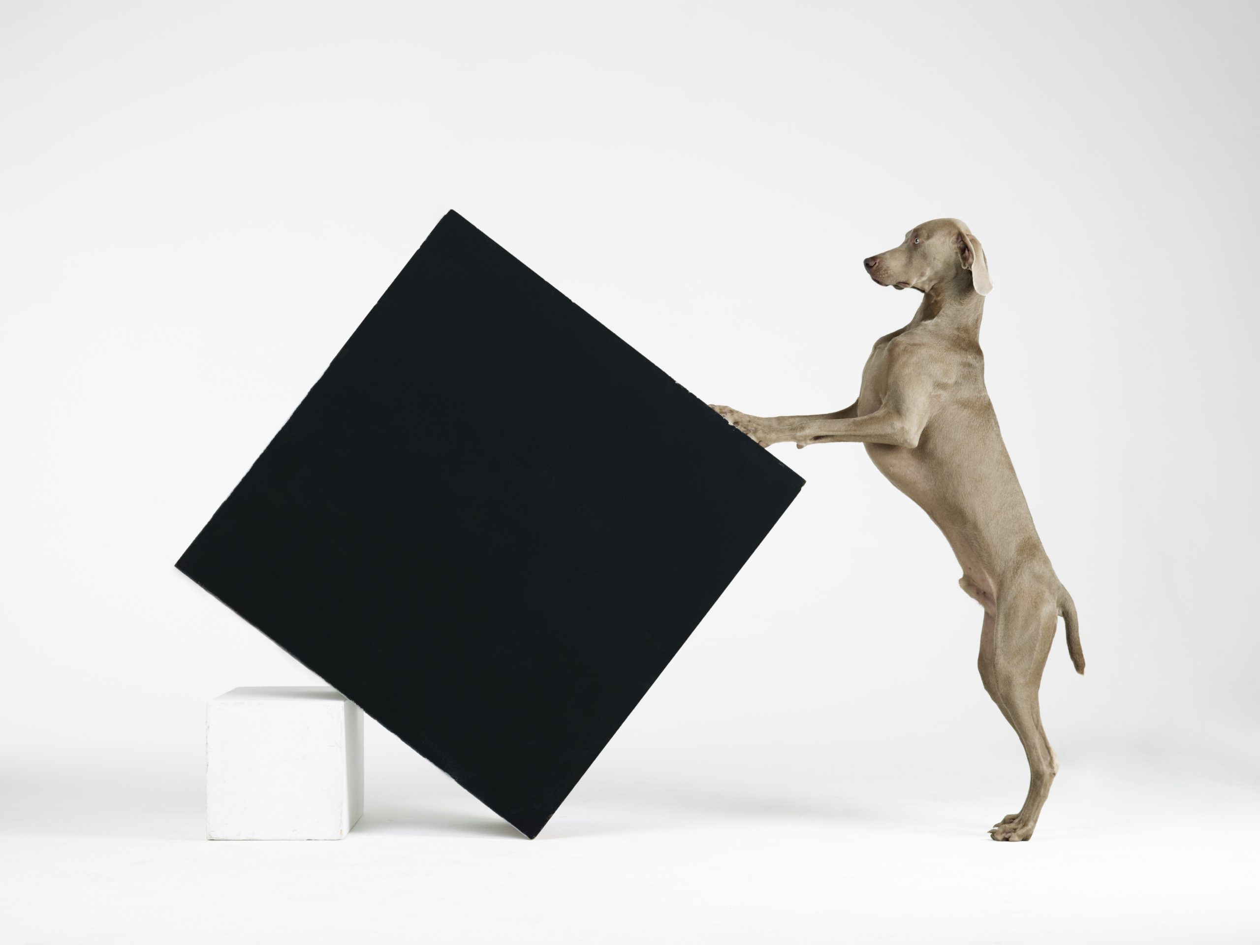 Hond Man Ray dit najaar topattractie in Fotomuseum Den Haag