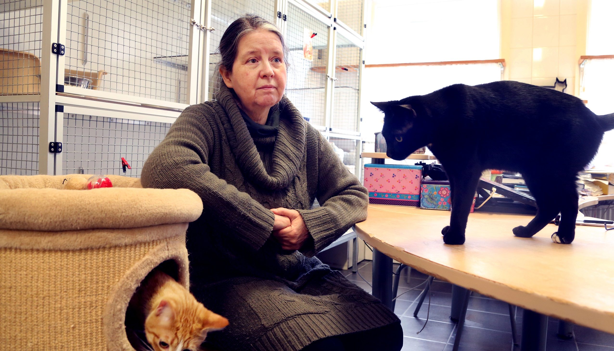 Kattenhotel Lorenzo jubileert: al 50 jaar professionele liefde voor de poes