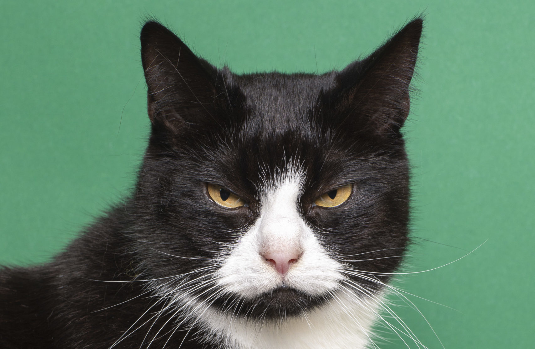 Fotografen verwarmen de harten deze winter met hun exposities van kattenfoto’s